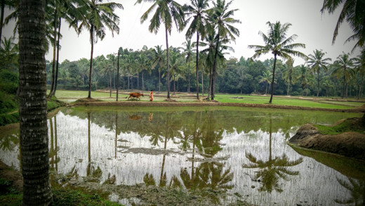 Rural Mangalore